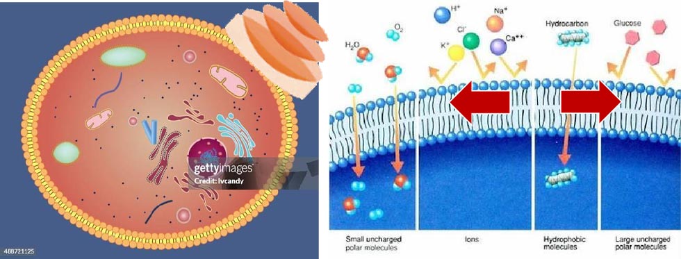 Single Channel Shock Wave Therapy System